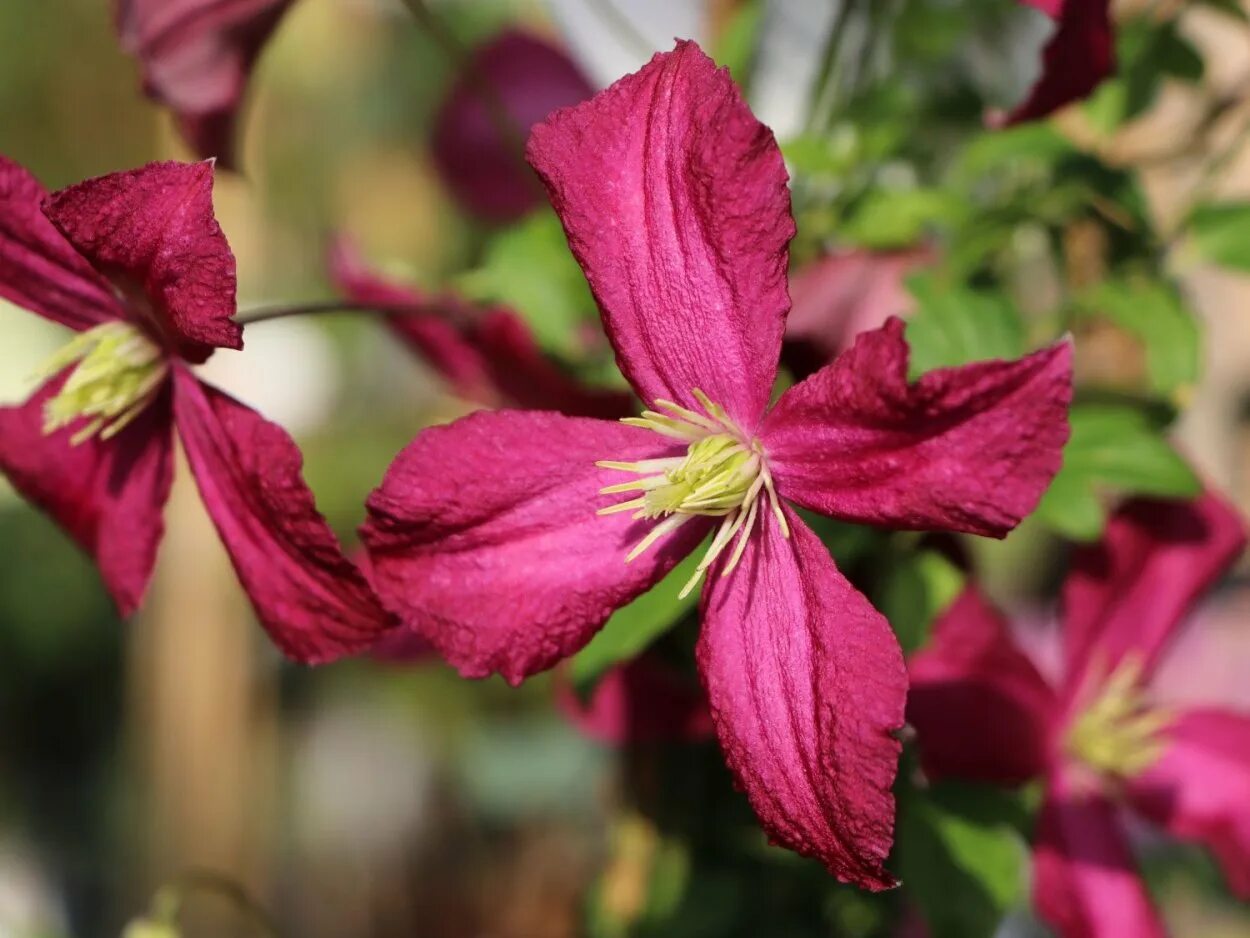 Клематис хот киссес фото и описание сорта Clematis viticella Фитостудия-63.ру