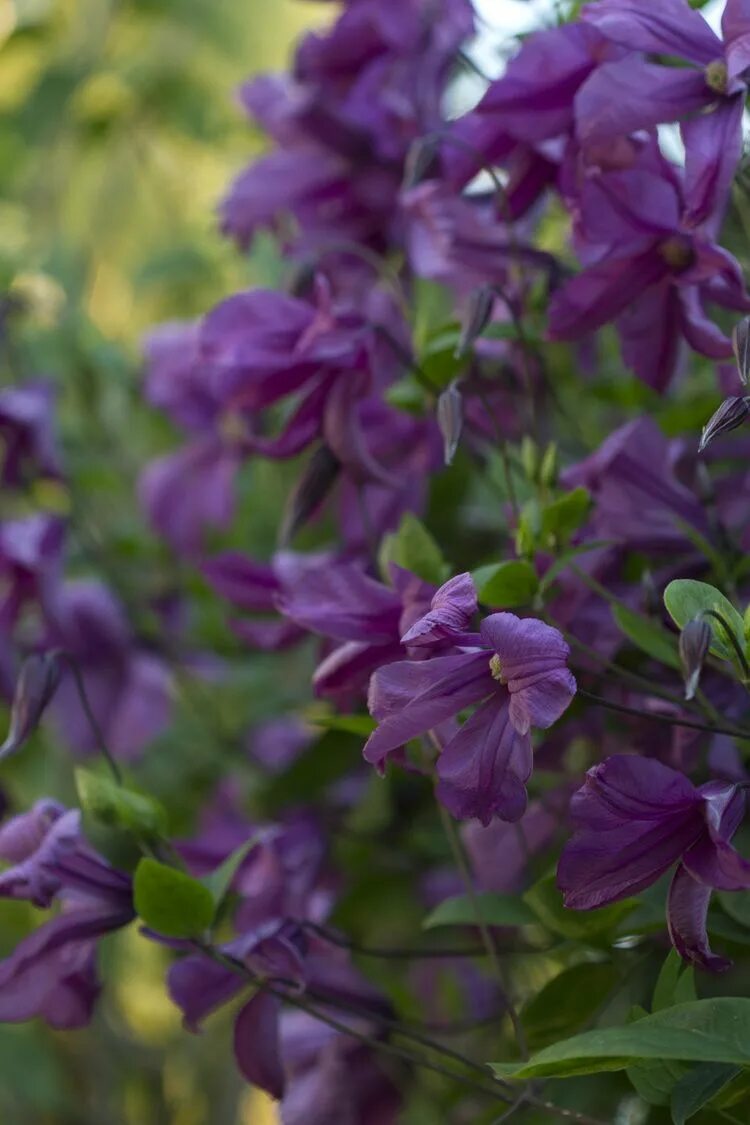 Клематис инспирейшен фото Blogg - Fredholm Garden inspiration, Purple garden, Cottage garden