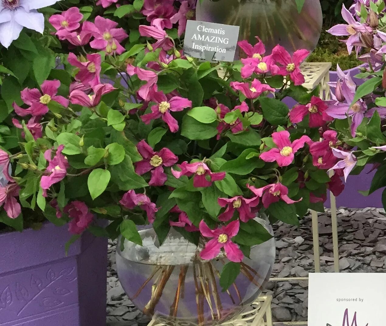 Клематис инспирейшен фото Clematis Inspiration cut flower on display All Things Green Clematis, Garden, Ga