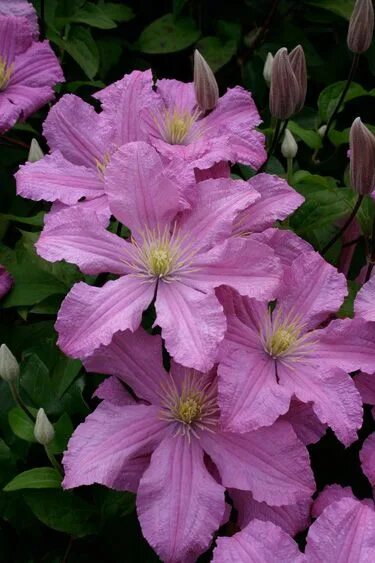 Клематис инспирейшен фото hybrid clematis Clematis, Garden inspiration, Plants