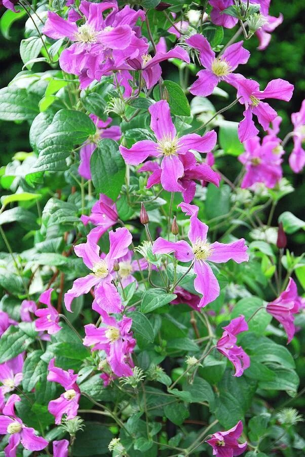 Клематис инспирейшен фото Clematis 'inspiration' by Science Photo Library