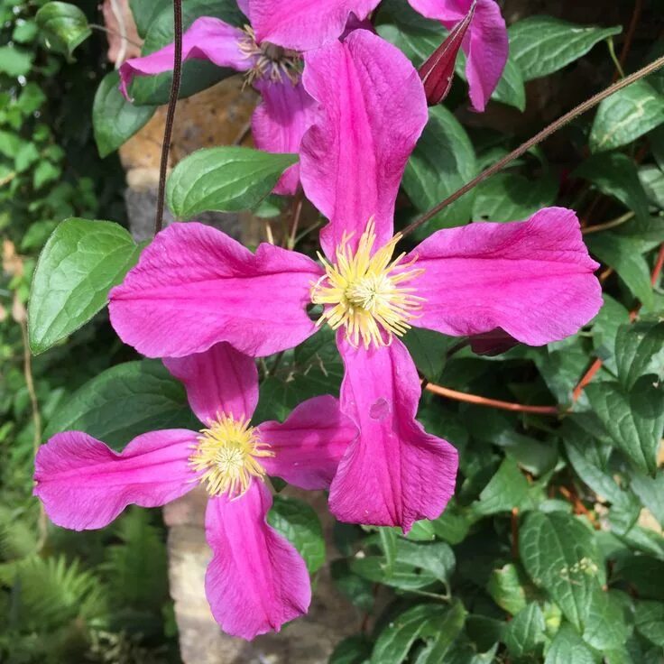 Клематис инспирейшен фото 5-8' Clematis 'Inspiration' - The Frustrated Gardener Clematis, Candy flowers, F