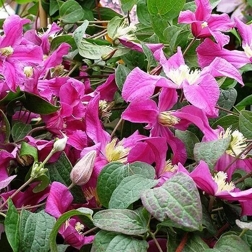 Клематис инспирейшен фото Клематис Clematis Inspiration Zoin класс В Морозостойкие Клематисы. Декоративноц