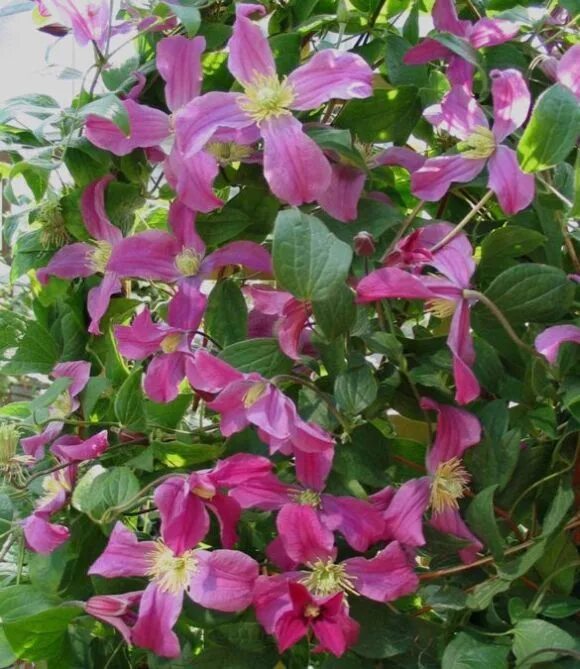 Клематис инспирейшен фото Clematis Inspiration Clematis plants, Clematis, Plants