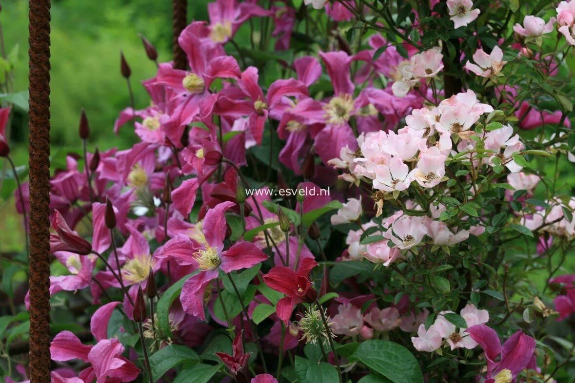 Клематис инспирейшен фото Clematis 'Zoin' (INSPIRATION) Diversifolia-groep terugsnoeien tot 30 cm boven de