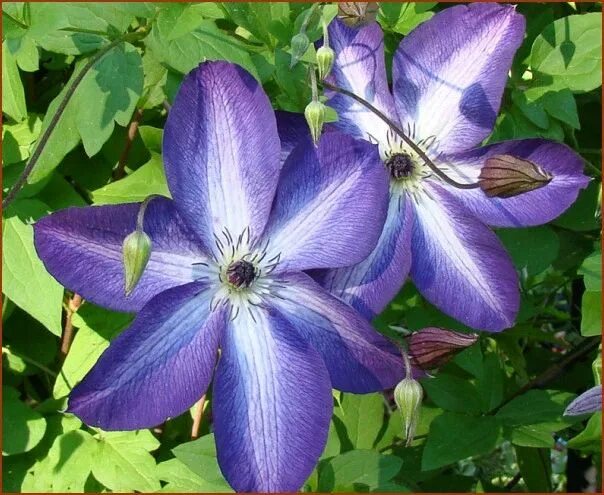 Клематис инспирейшен фото Clematis Venosa Violacea is offered in a full gallon size with free shipping! It