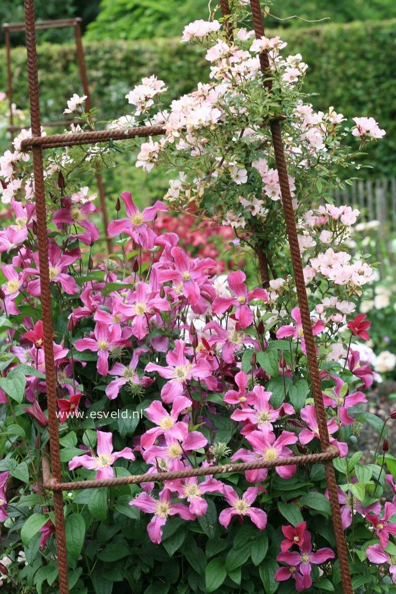 Клематис инспирейшен фото Clematis 'Zoin' (INSPIRATION)