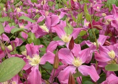 Клематис инспирейшен фото Clematis_INSPIRATION Tm Zoin