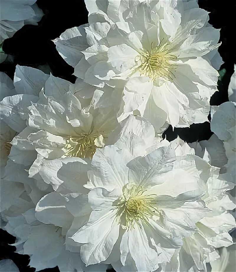 Клематис исаго фото и описание Klematis 'Isago': (Clematis x hybrida) Denna återblommande klematis får stora, f