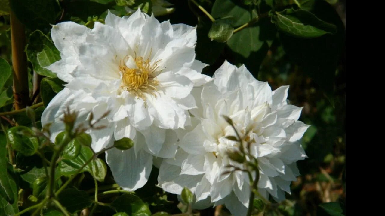 Клематис исаго фото и описание Clematis in my garden - YouTube