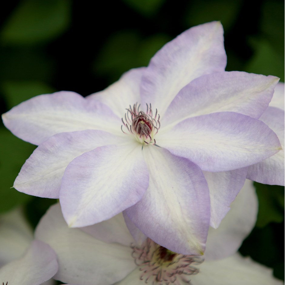 Клематис иван олссон фото Buy clematis (group 2) Clematis 'Ivan Olsson': Delivery by Waitrose Garden Clema