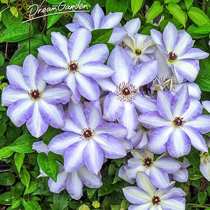 Клематис иван олссон фото Клематис (Clematis Ivan Olsson) класс А Сортовые и махровые клематисы. Декоратив