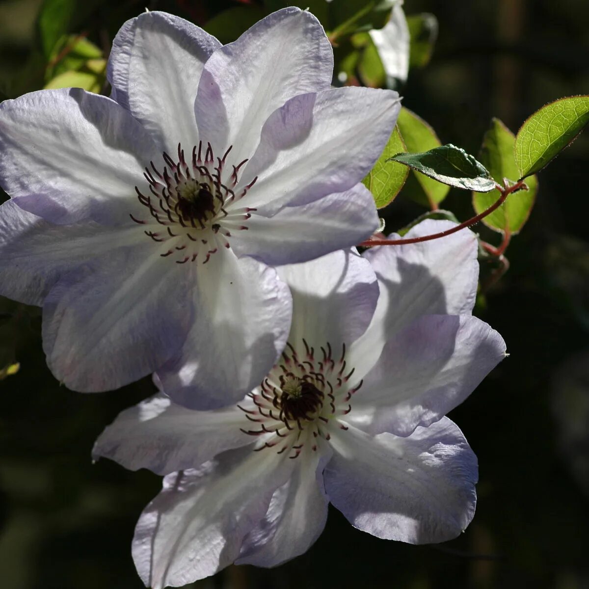 Клематис иван олссон фото Clematis Ivan Olsson: Stunning Photo Collection Планета земля Фотогалерея природ