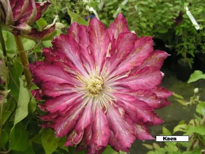 Клематис каен фото Clematis 'Kaen' - Ranunculaceae - Clematite outdoor plants/climbers Clematis, Pl