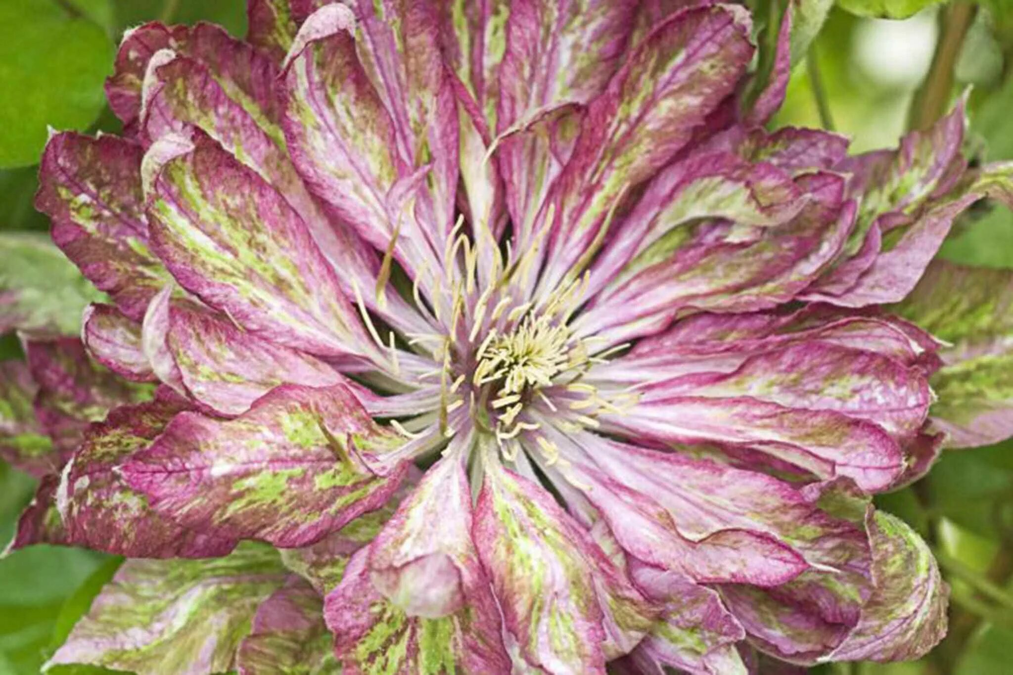 Клематис каен фото Clematis 'Kaen' - Beautiful Purple Flowering Plant