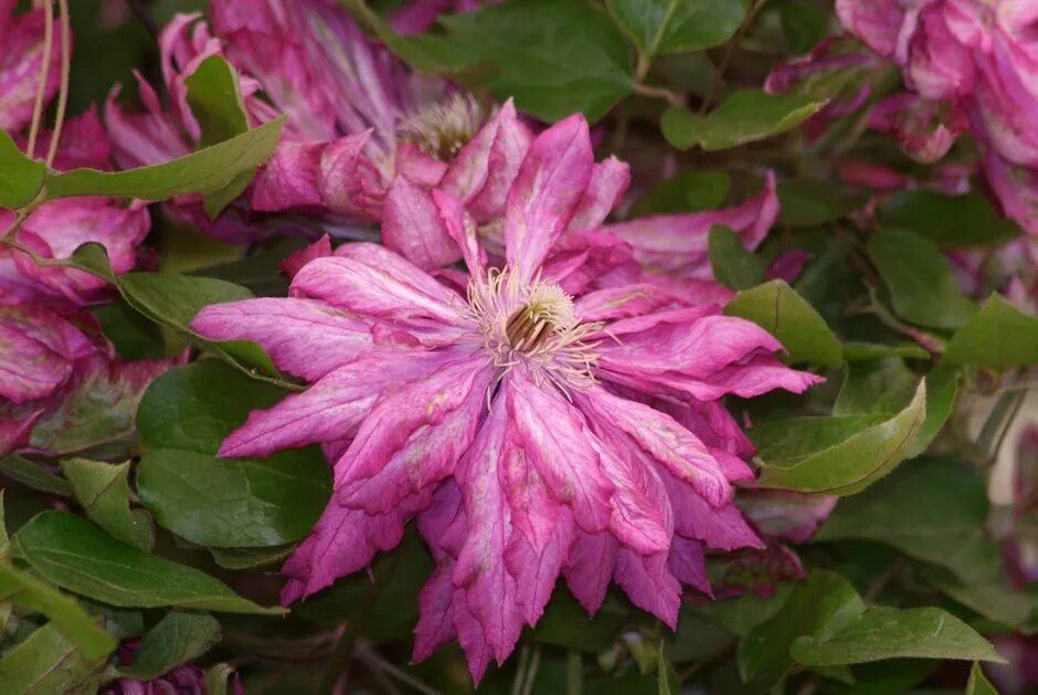 Клематис каен фото и описание сорта Clematis &s;Kaen&s; (EL) clematis &s;Kaen&s; Climber Wall Shrub/RHS