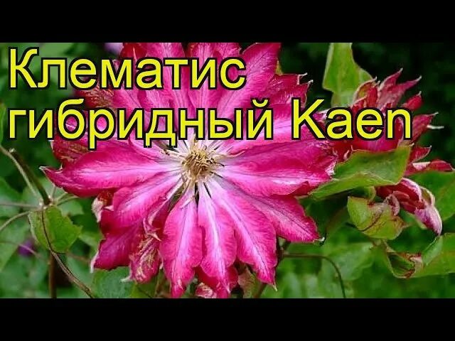 Клематис каен фото и описание сорта Клематис каен фото и описание сорта фото