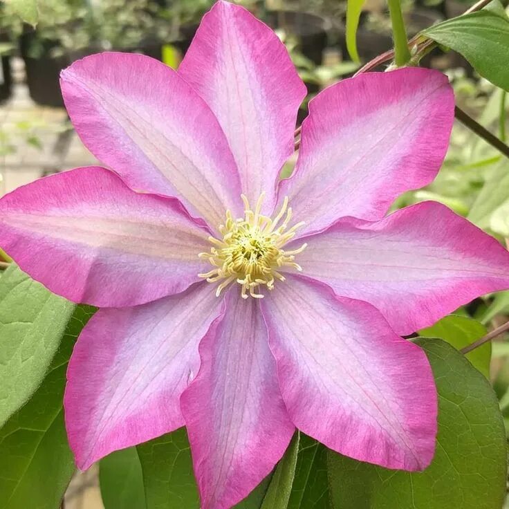 Клематис kakio фото и описание Clematis Pink Champagne ク レ マ チ ス