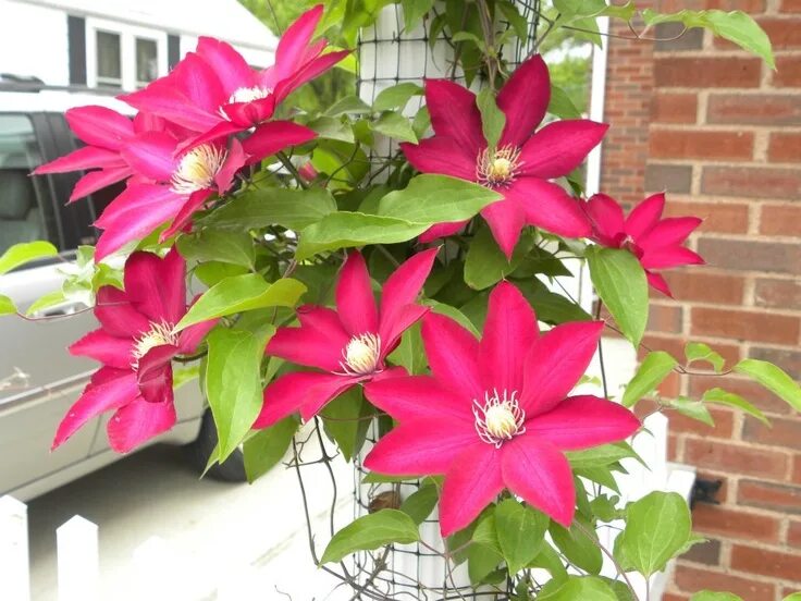 Клематис кардинал вышинский фото Clematis " Cardinal Wyszynski" I think Clematis plants, Clematis vine, Clematis