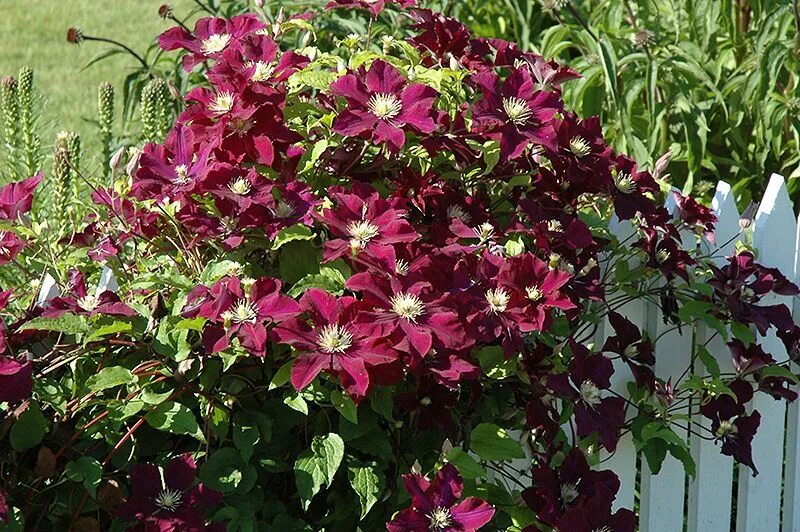Клематис кардинал вышинский фото Clematis Warsaw Nike Clematis, Climbing clematis, Plants