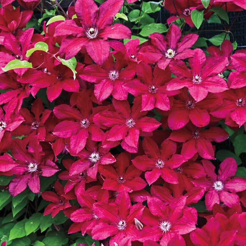 Клематис кардинал вышинский фото Клематис гибридный Кардинал Вышинский (Clematis hybriden Kardynal Wyszynski) 6 л