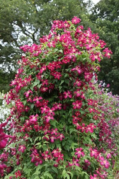 Клематис карменсита фото и описание сорта Clematis 'Madame Julia Correvon' - clematis (group 3) (syn. Clematis viticella M