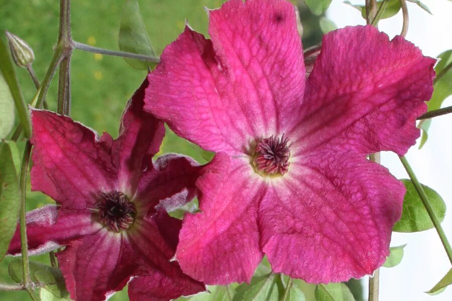 Клематис карменсита фото и описание сорта Clematis viticella 'Carmencita' - Clematis Herian