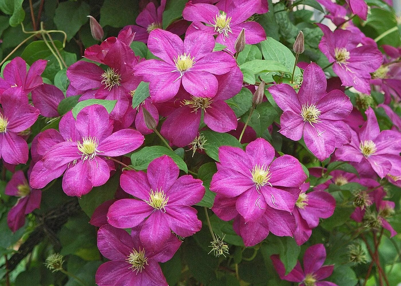 Клематис карменсита фото и описание сорта Clematis offers incredible blooms Mississippi State University Extension Service