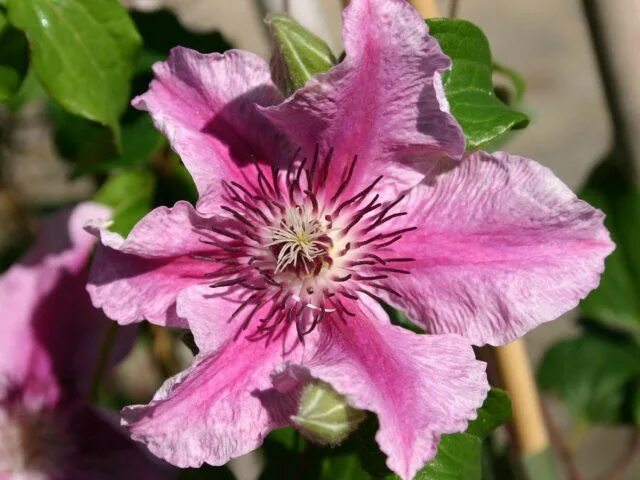 Клематис карнаби фото Клематис Карнаби (Clematis hybrida Carnaby) Купить оптом в Питомнике Вашутино. Д