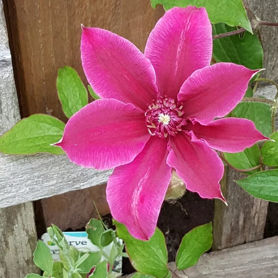 Клематис карнаби фото Clematis 'Carnaby', Clematis 'Carnaby' - uploaded by @DanCooney