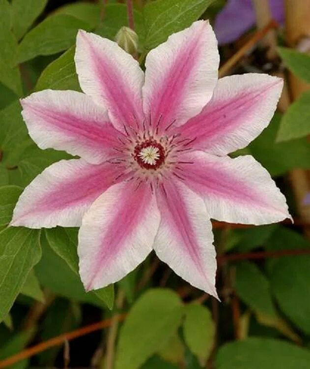 Клематис карнаби фото Клематис `Каpнаби`, Clematis `Carnaby` СадПарад