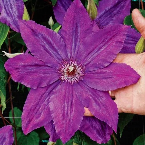 Клематис каспер фото Kacper Clematis -Incredible Bloom Size of 20 cm—Most-Wanted Clematis! Butterflie