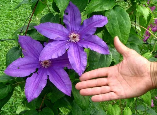 Клематис каспер фото Клематис крупноцветковый раннецветущий / Clematis variety Kacper C2