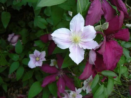 Клематис каспер фото clematis Ruutel & Clematis Piilu - pretty combination Clematis, Hostas, Garden