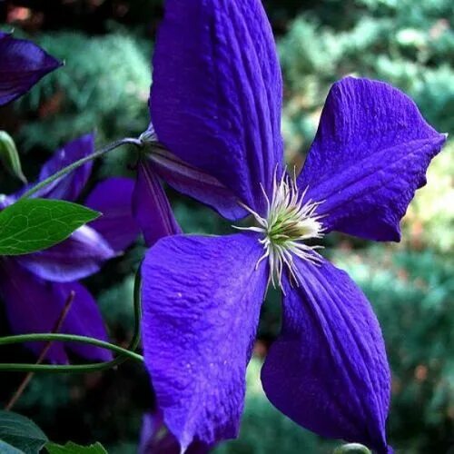 Клематис кассандра фото CLEMATIS CASSANDRA Clematis flower, Clematis, Purple clematis