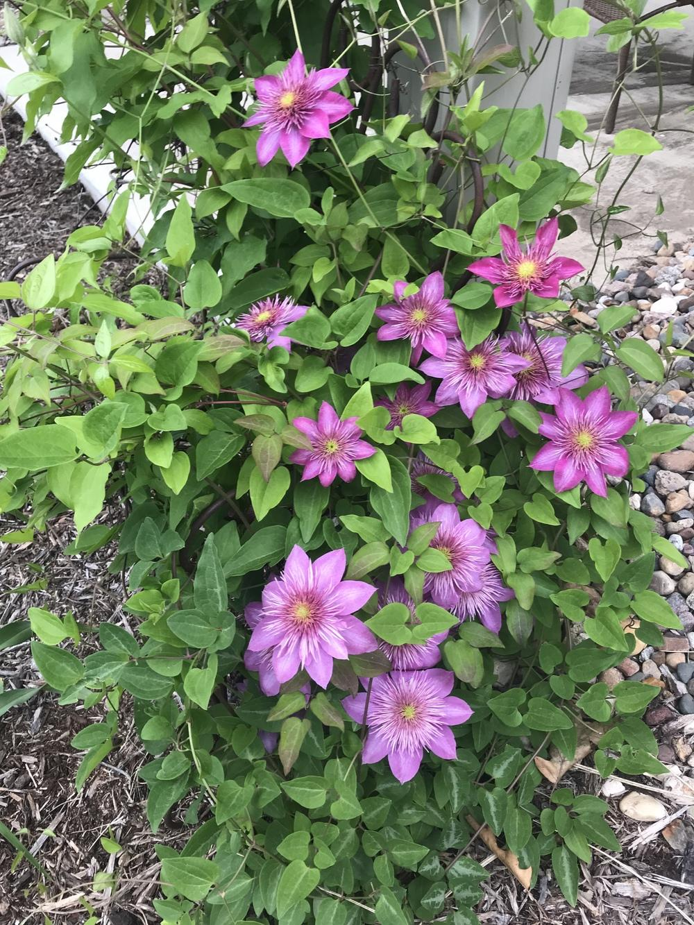 Клематис кайзер фото и описание сорта Entire plant photo of Clematis 'Kaiser' uploaded to Garden.org by Legalily Clema