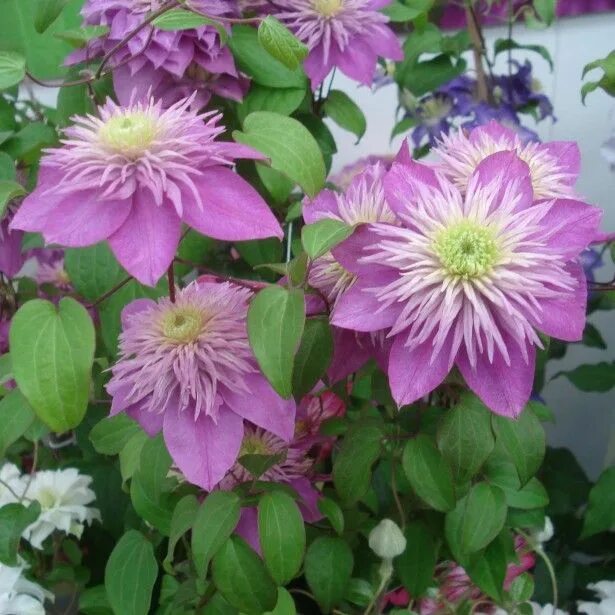 Клематис кайзер фото отзывы Clématite - Clematis Kaiser Clematis, Clematis flower, Clematis vine