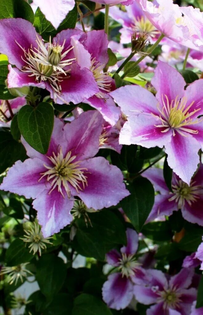 Клематис киссес фото и описание Фотографии клематиса (Clematis Picotee) - элегантная красота в каждом цветке Зел