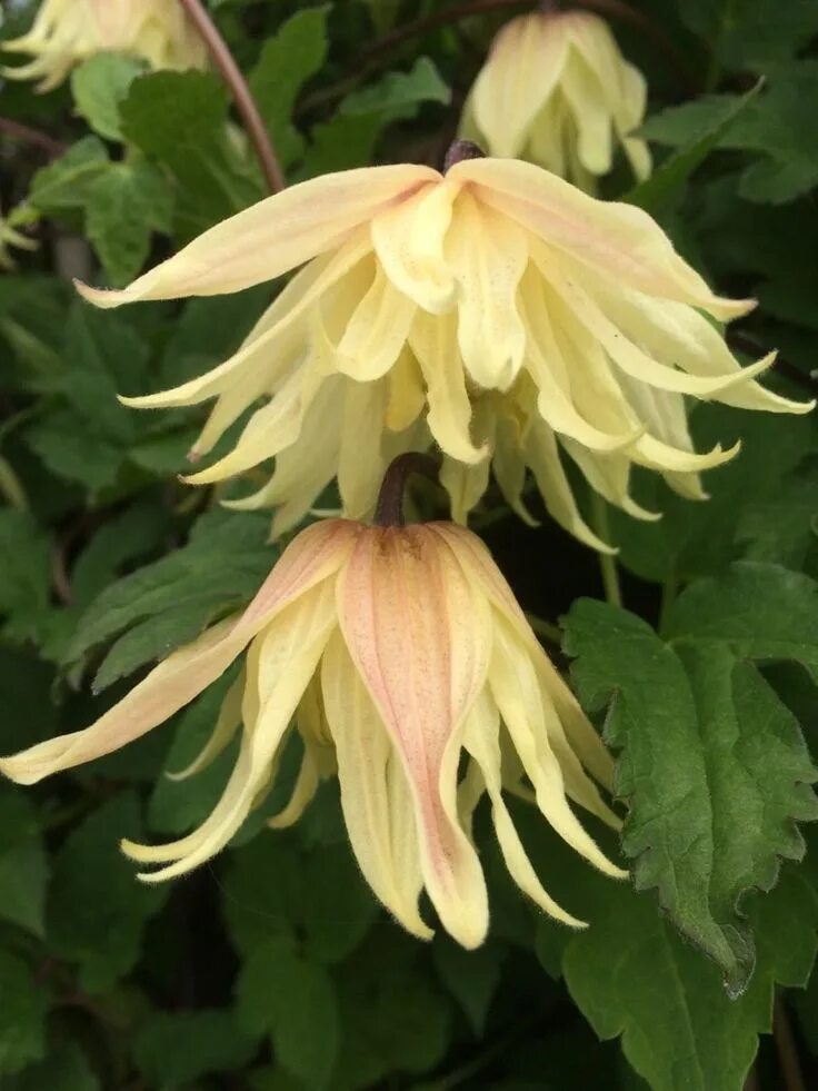 Клематис княжик желтый фото koreana Amber Clematite, Sol de jardin, Idées de jardin fleur