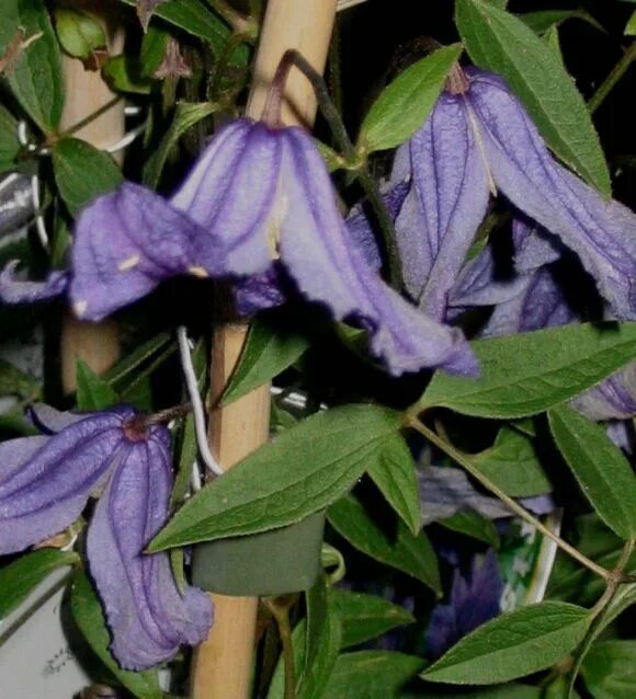 Клематис колокольчиком сорта с фото и названиями Clematis eriostemen x Hendersonii, a scrambling, rather than clinging clematis f