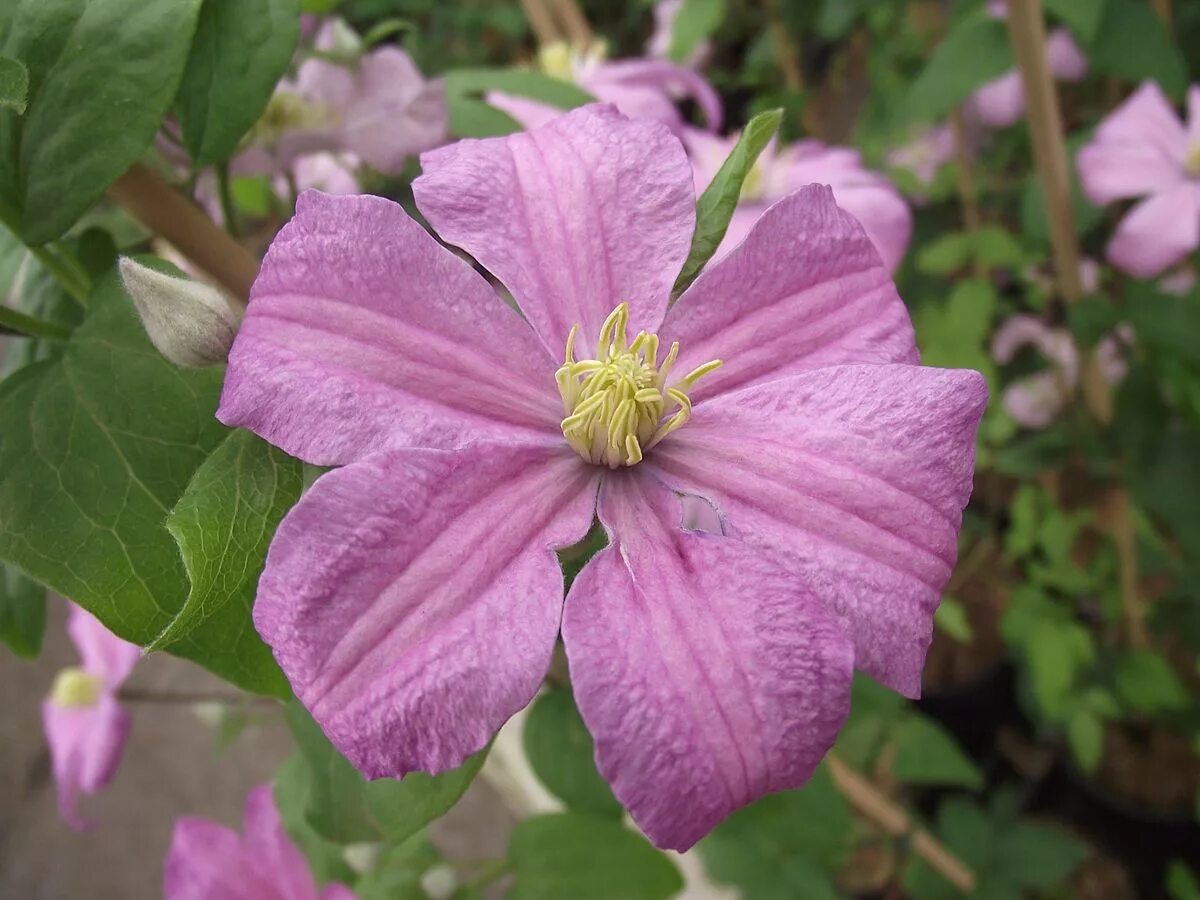 Клематис комтесс де фото Clematis 'Comtesse de Bouchaud' - Википедия Переиздание // WIKI 2