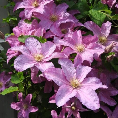 Клематис констанс фото и описание Клематис крупноцветковый Данута/Clematis variety Danuta Р2 - Клематис крупноцвет