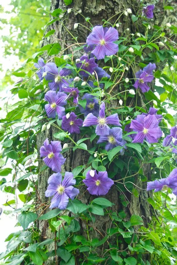 Клематис коперникус фото How to Train a Clematis on a Tree Trunk Clematis plants, Flower garden, Climbing