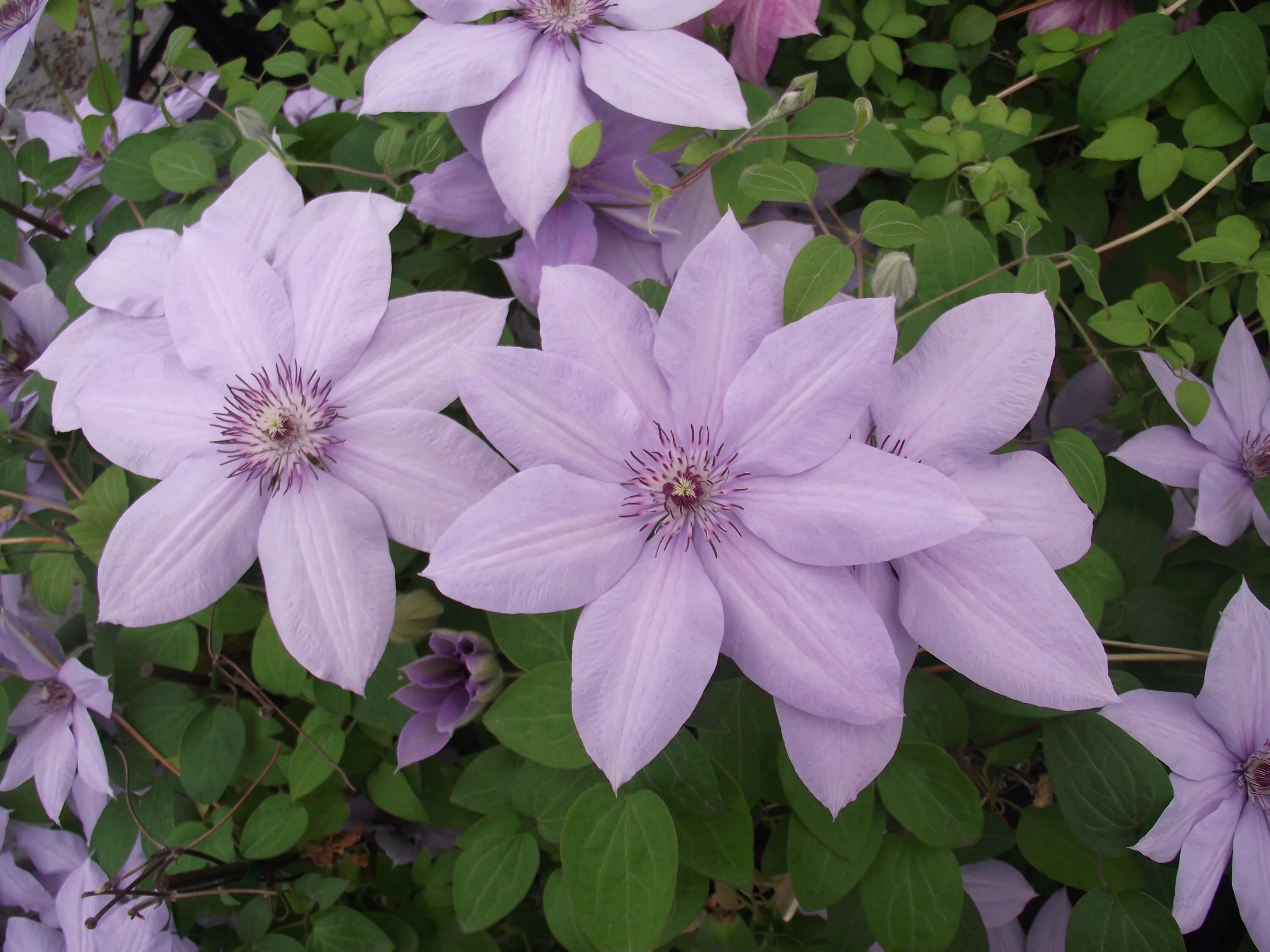 Клематис коперникус фото Clematis patens 'Evipo061' - Plante - bio.wikisort.org