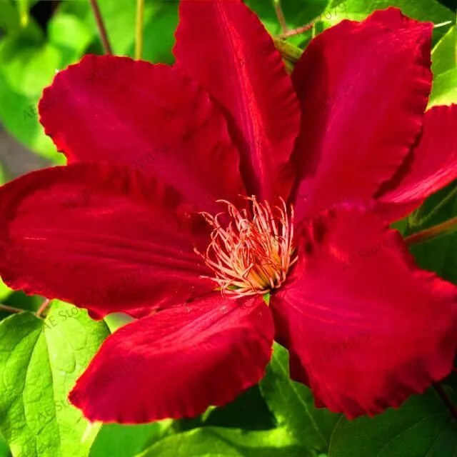 Клематис красный фото 103 pcs/lot mix beautiful clematis seeds bonsai flower seed DIY home garden time