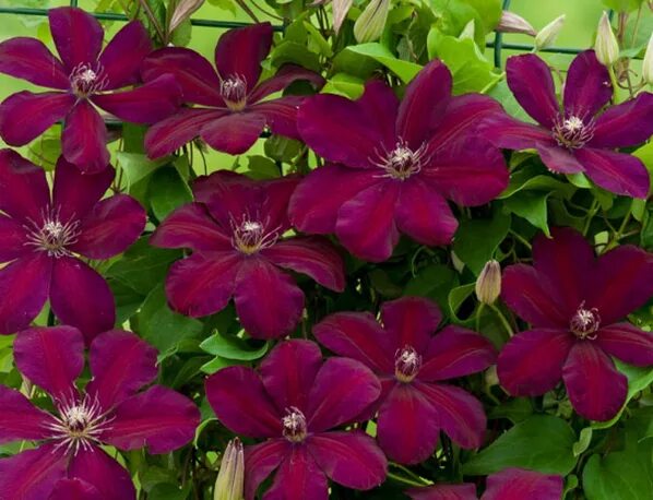 Клематис красный фото Клематис (Clematis) "Мазовше Вулкано" бордовые, обрезка 3 (сильная) 2л. купить в