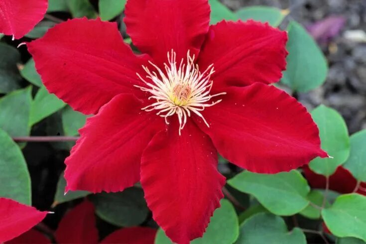 Клематис красный фото Rebecca Clematis: A Stunning Red Flower for Your Garden