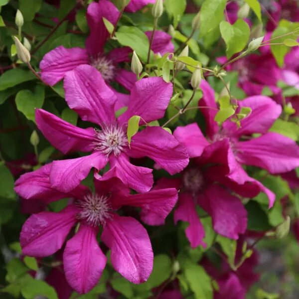 Клематис криспина фото Clematis 'Kardynał Wyszyński' ► SLOVENSKETRVALKY.SK SlovenskeTrvalky.sk