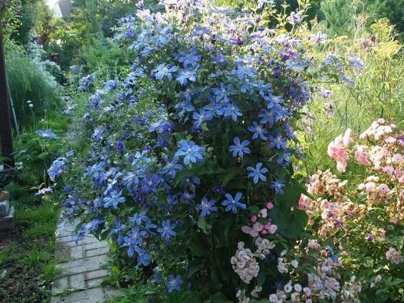 Клематис кустовой ароматный фото Коллекция кустарников клематис Арабелла Plants, Garden