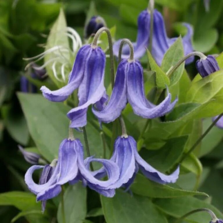 Клематис кустовой ароматный фото Клематис (Clematis Olgae), цена в Перми от компании Питомник Макаровых